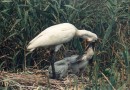 Spoonbill ©  M. Dimitrov